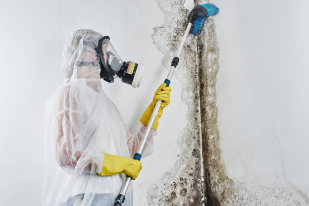 Best Black Mold Removal  in Ahuimanu, HI